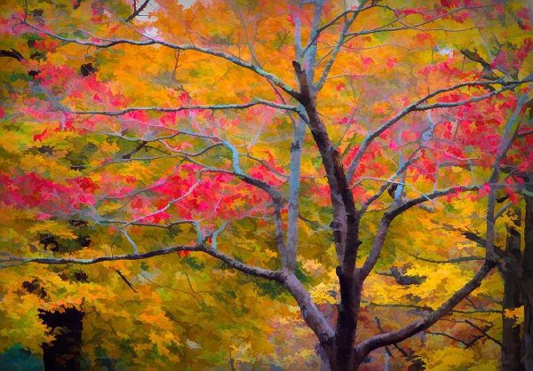 Tennessee Abstract of autumn forest landscape